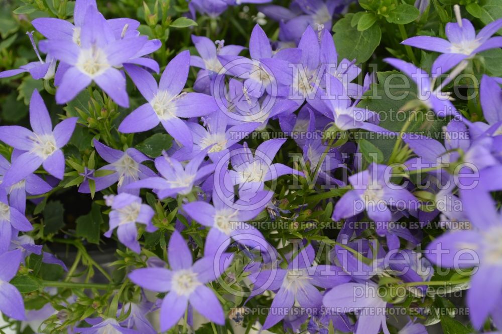 Campanula Blue Star (Bellflower) 2