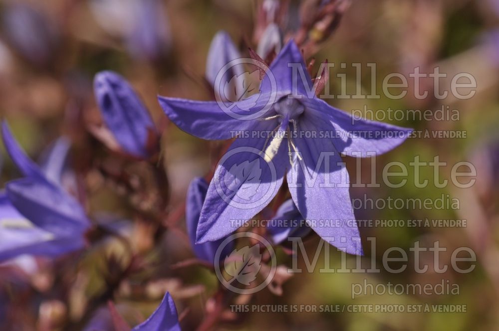 Campanula Blue Waterfall (Bellflower) 4 