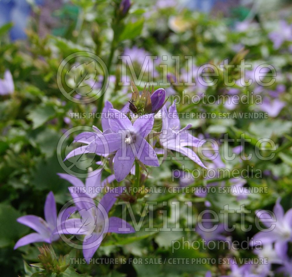 Campanula Blue Waterfall (Bellflower) 3 