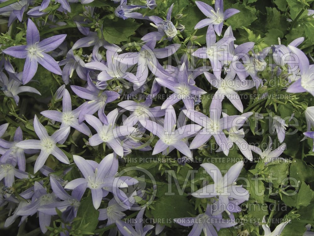 Campanula Blue Waterfall (Bellflower) 2 