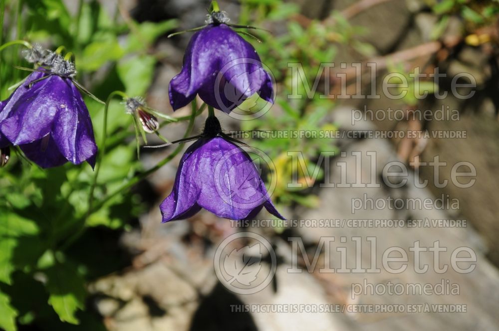 Campanula Jelly Bells (Clustered Bellflower) 1 