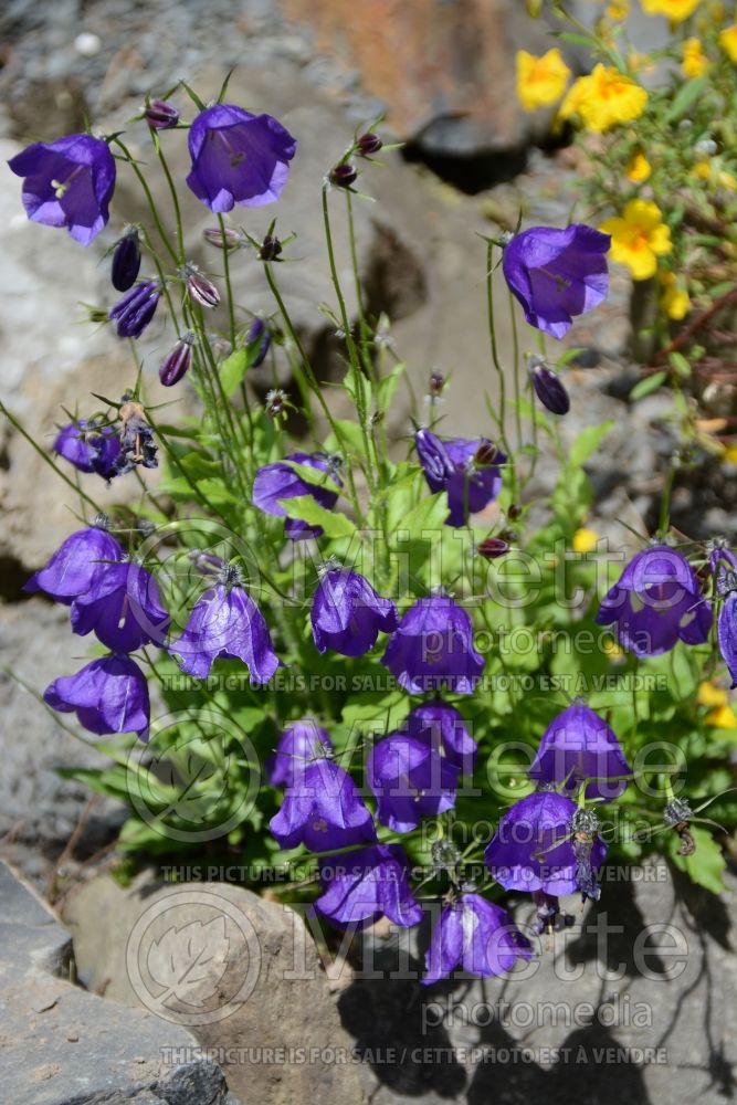 Campanula Jelly Bells (Clustered Bellflower) 2 