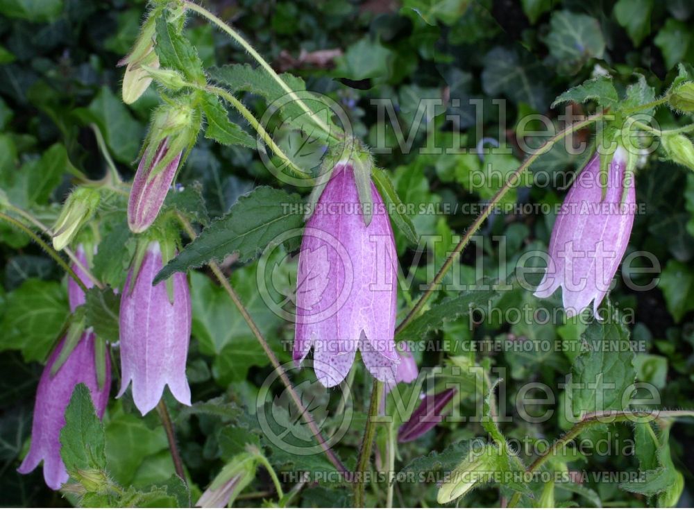 Campanula Bowl of Cherries (Bellflower) 2