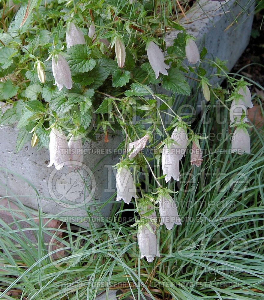 Campanula Little Punky (Bellflower) 1