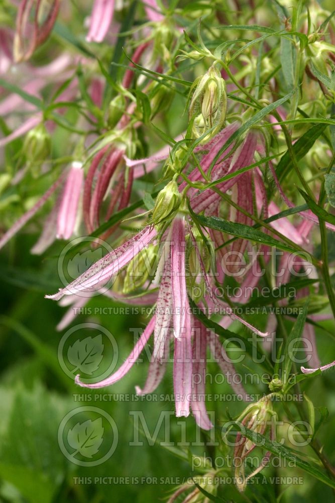 Campanula Pink Octopus (Spotted bellflower) 1