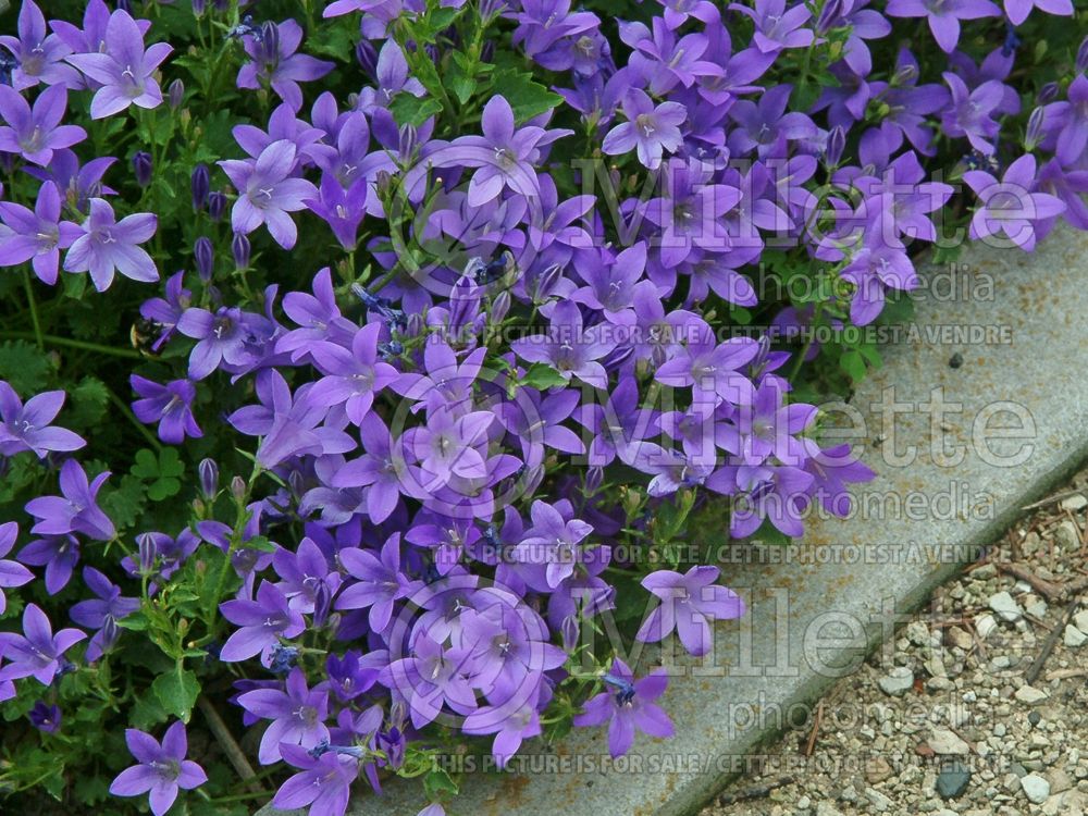 Campanula Resholt (Bellflower) 1