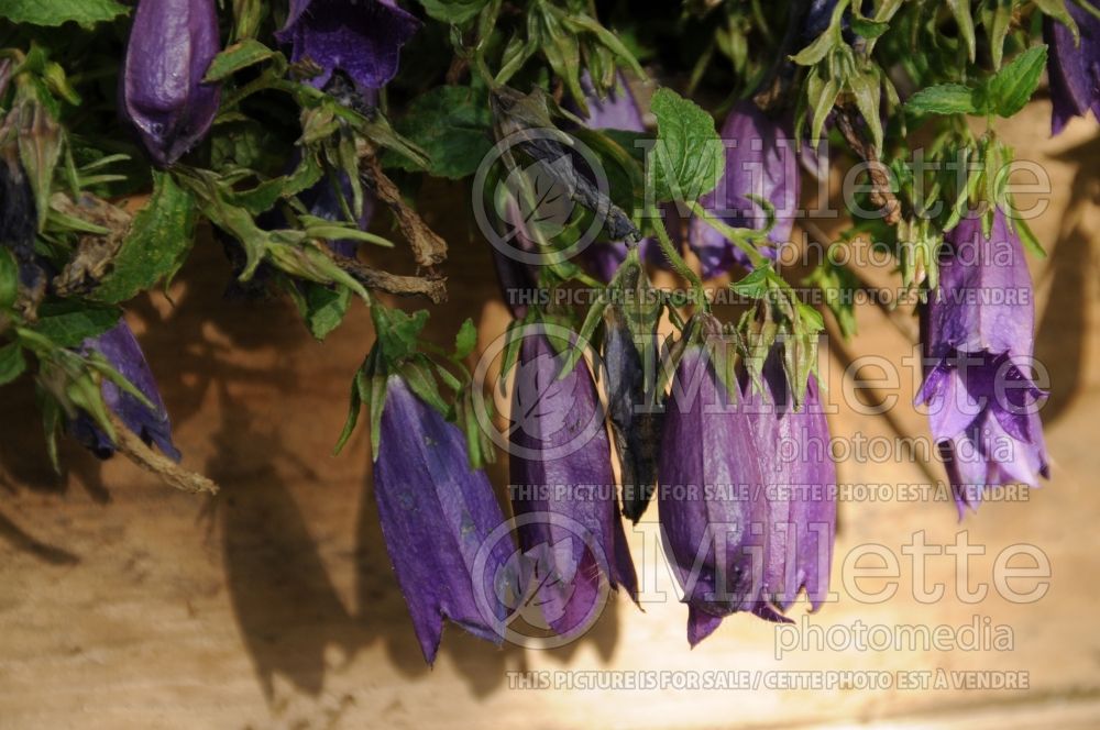 Campanula Ringsabell Indigo Blue (Bellflower) 1