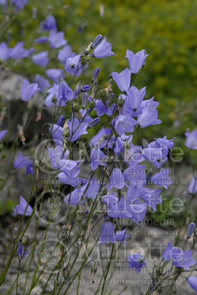 Campanula rotundifolia (Bellflower) 3