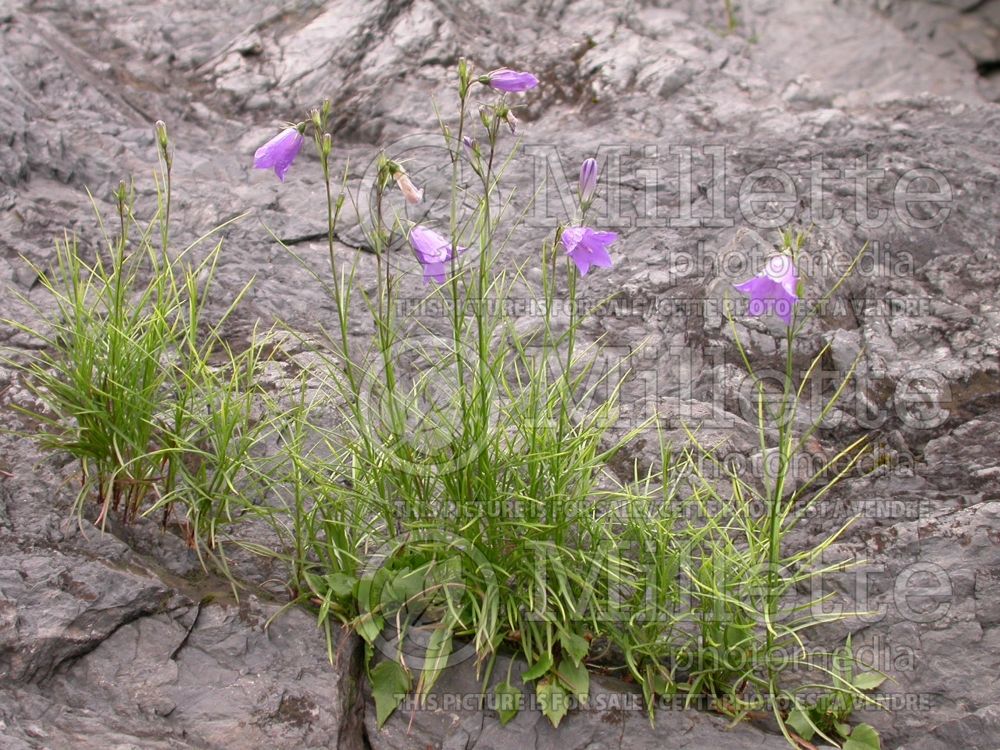 Campanula rotundifolia (Bellflower) 5