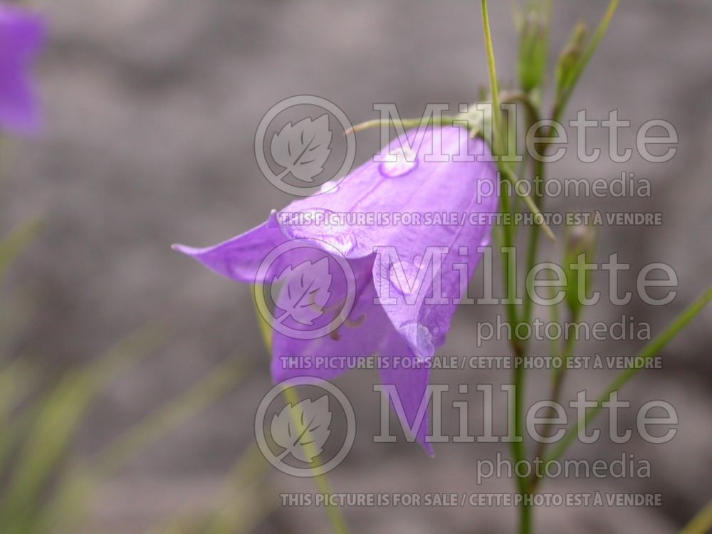 Campanula rotundifolia (Bellflower) 6