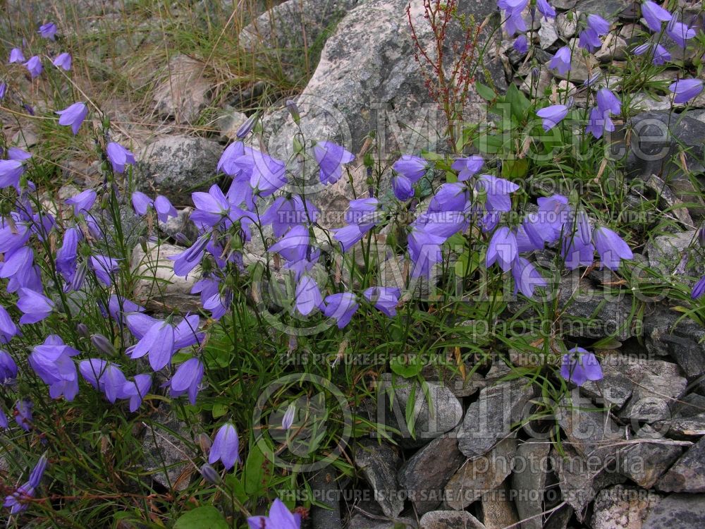 Campanula rotundifolia (Bellflower) 4