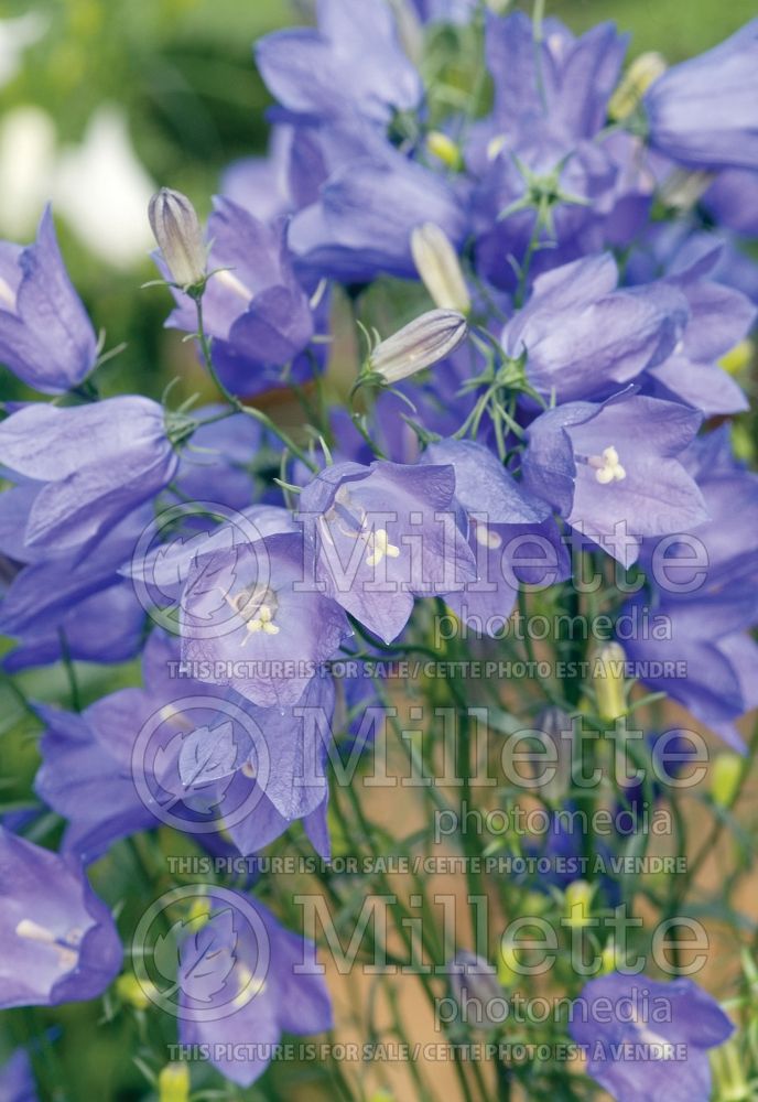 Campanula rotundifolia (Bellflower) 1