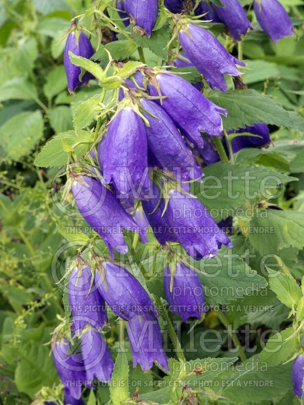 Campanula Sarastro (Bellflower) 3 