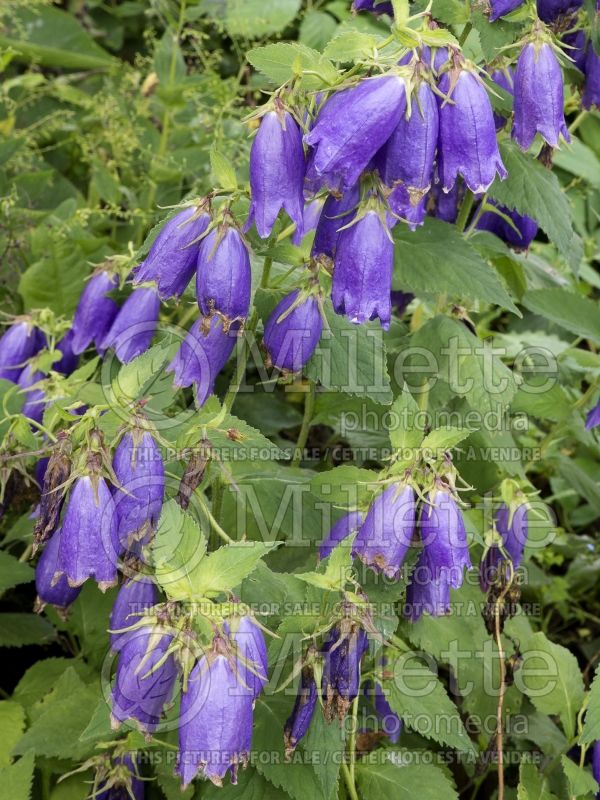 Campanula Sarastro (Bellflower) 4 