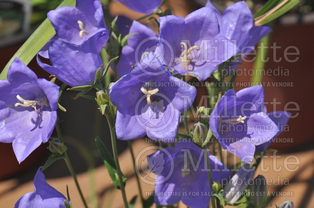 Campanula Takion Blue (Clustered Bellflower) 9 