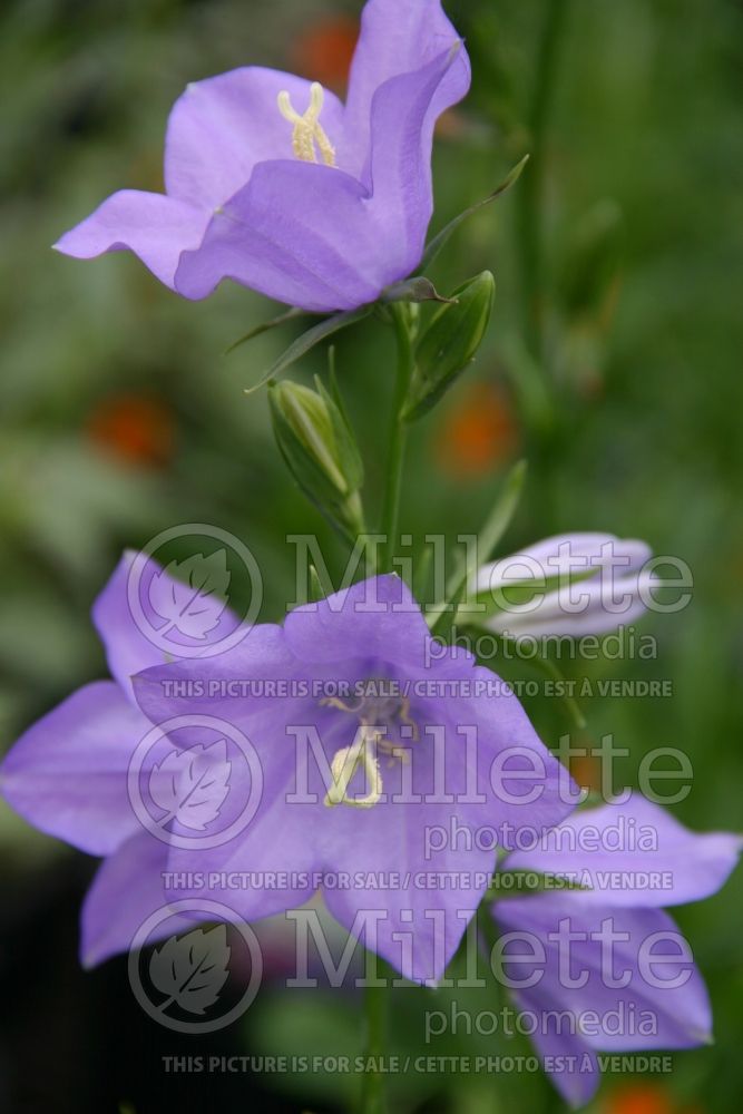 Campanula Takion Blue (Bellflower) 1