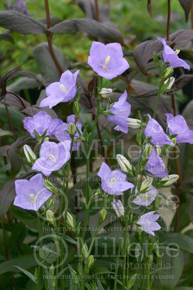 Campanula Takion Blue (Clustered Bellflower) 5 