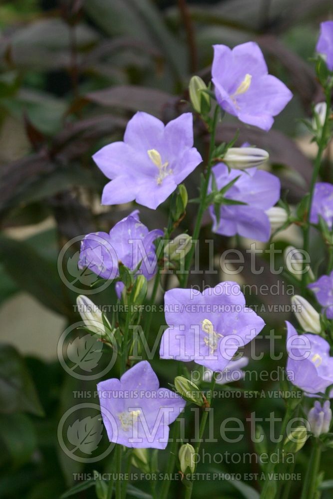 Campanula Takion Blue (Clustered Bellflower) 6 