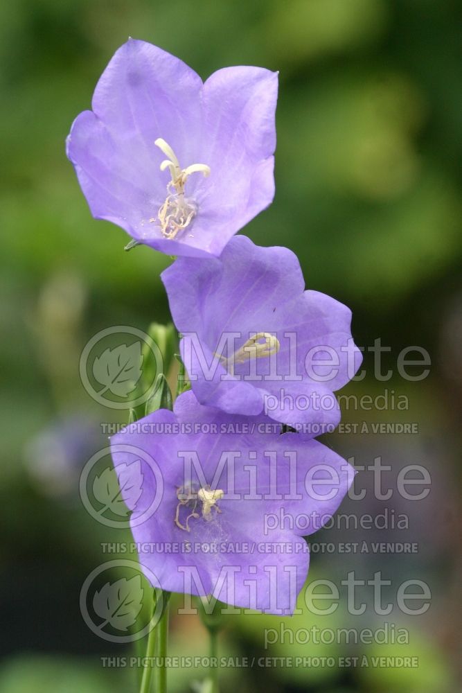 Campanula Takion Blue (Clustered Bellflower) 7 