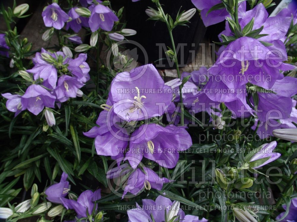 Campanula Takion Blue (Clustered Bellflower) 2 