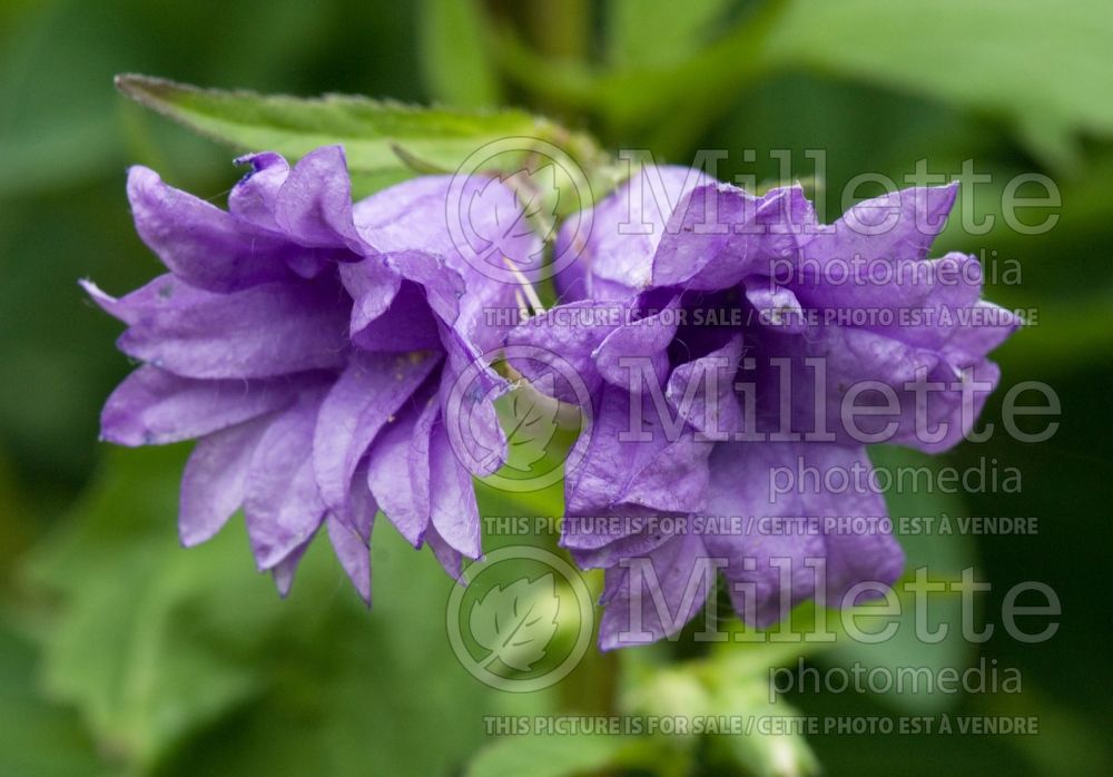 Campanula Bernice (Spotted bellflower) 2 