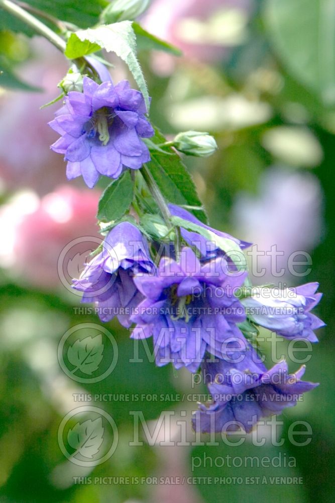 Campanula Bernice (Spotted bellflower) 1 