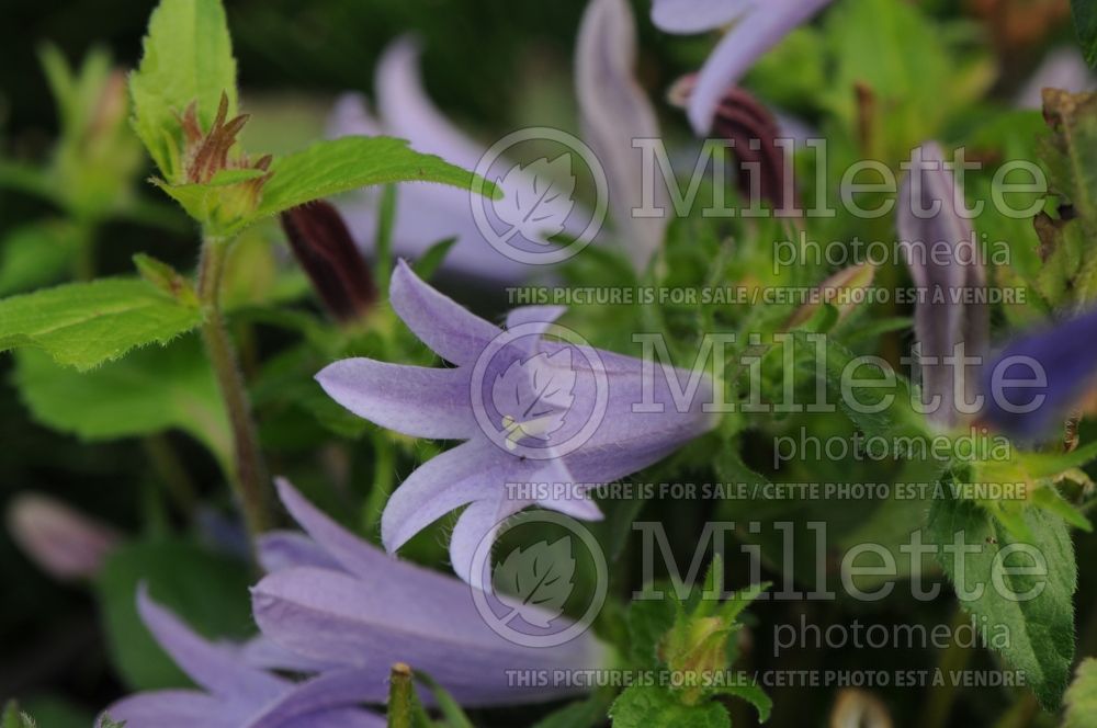 Campanula Viking (Spotted bellflower) 1