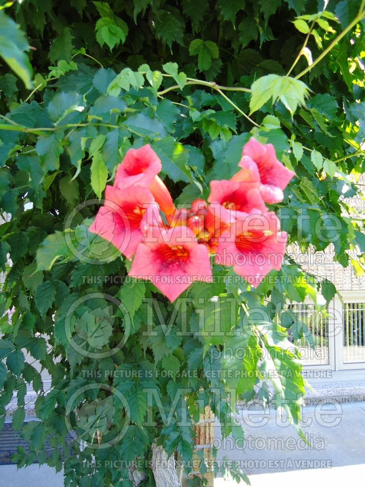 Bignonia aka Campsis Madame Galen (Trumpet Creeper) 2 