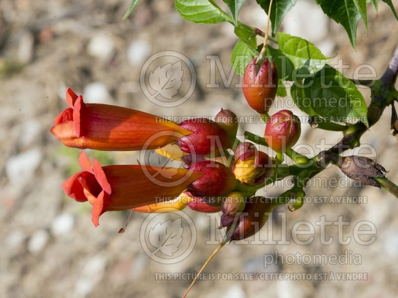 Campsis First Editions Atomic Red (Trumpet Creeper) 1 