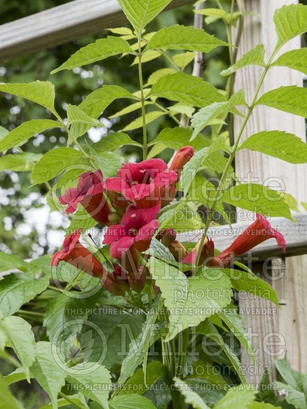 Campsis First Editions Atomic Red (Trumpet Creeper) 2 