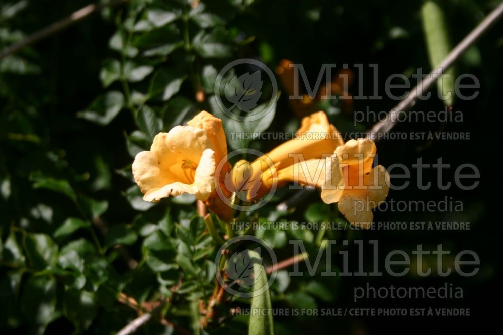 Campsis Flava (Trumpet Creeper) 1 