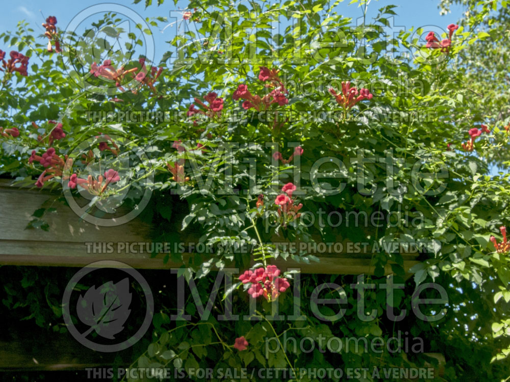 Campsis Minnesota Red (Trumpet Creeper) 1 