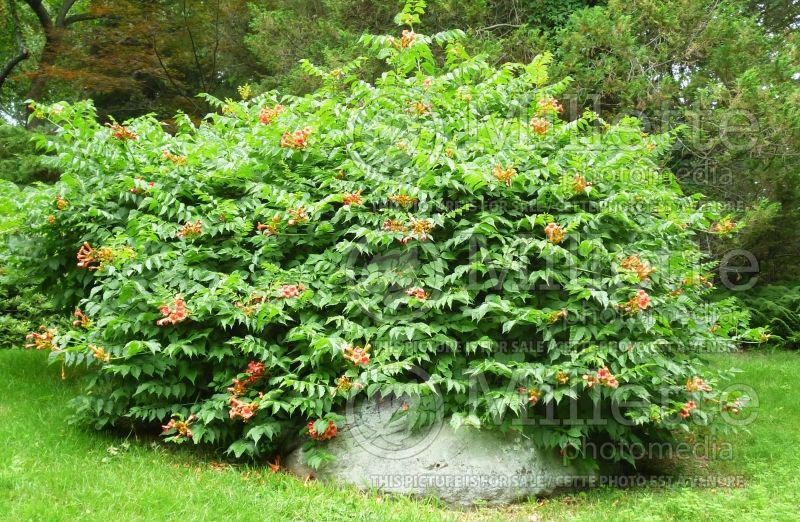 Campsis radicans (Trumpet Creeper) 3 