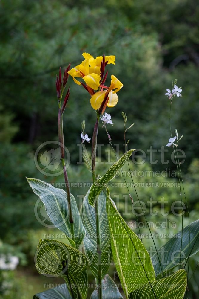 Canna Striped Beauty (Canna Lily) 3 