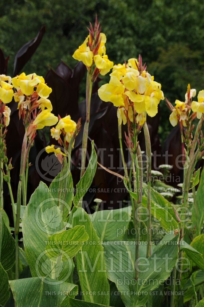Canna Tropicanna Gold (Canna Lily) 2