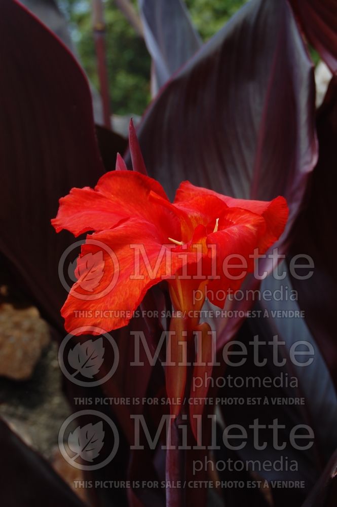 Canna Black Knight (Canna Lily) 1 