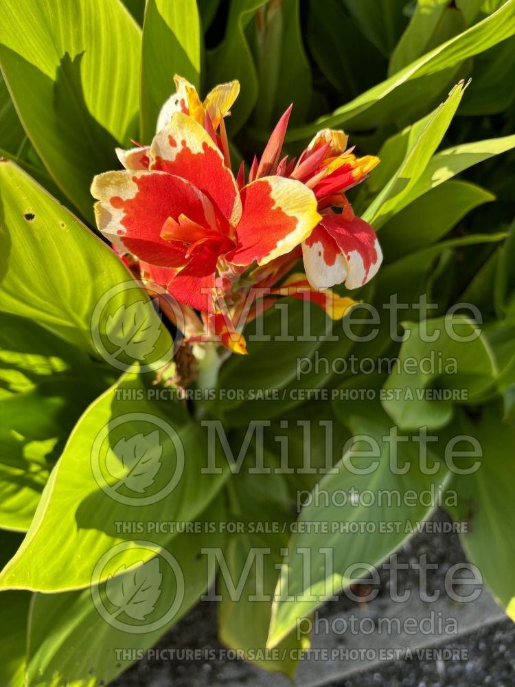 Canna Cannova Red Golden Flame (Canna Lily) 1 