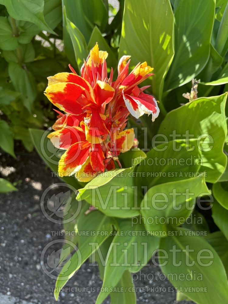 Canna Cannova Red Golden Flame (Canna Lily) 2 