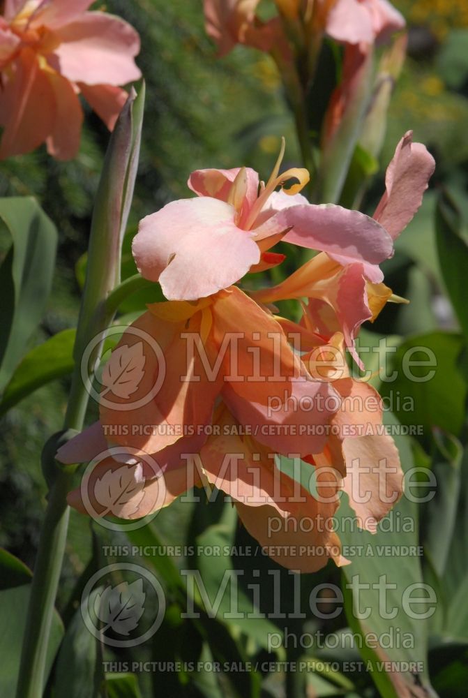 Canna Carnival (Canna Lily) 2 