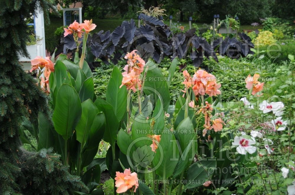 Canna Carnival (Canna Lily) 1 