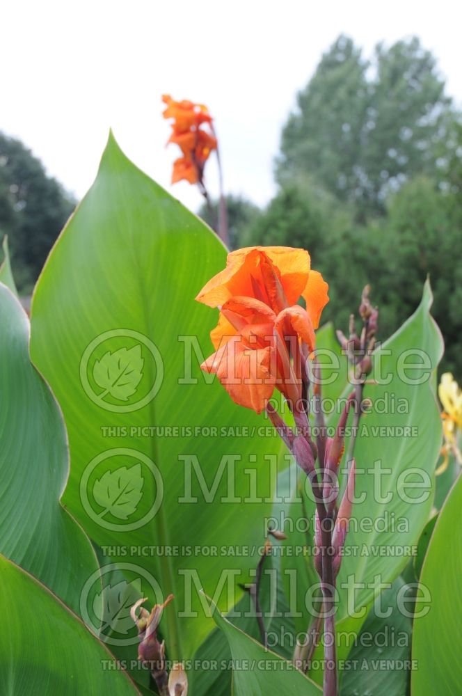 Canna Emerald Sunset (Canna Lily) 1 