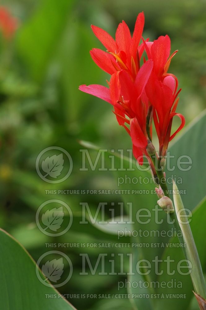 Canna Endeavour (Canna Lily) 2 