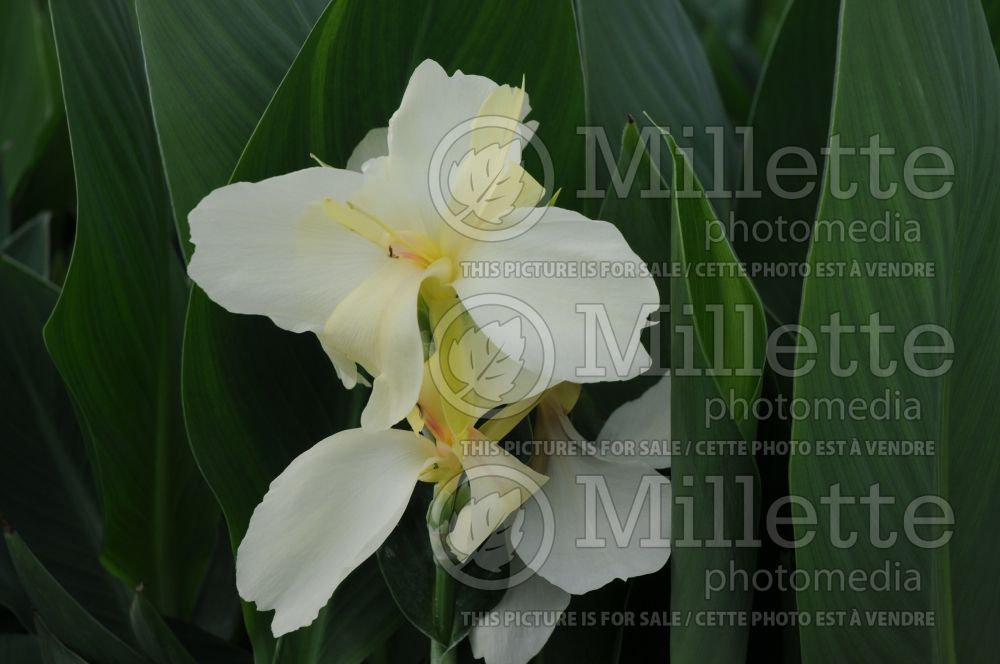 Canna Ermine (Canna Lily) 3