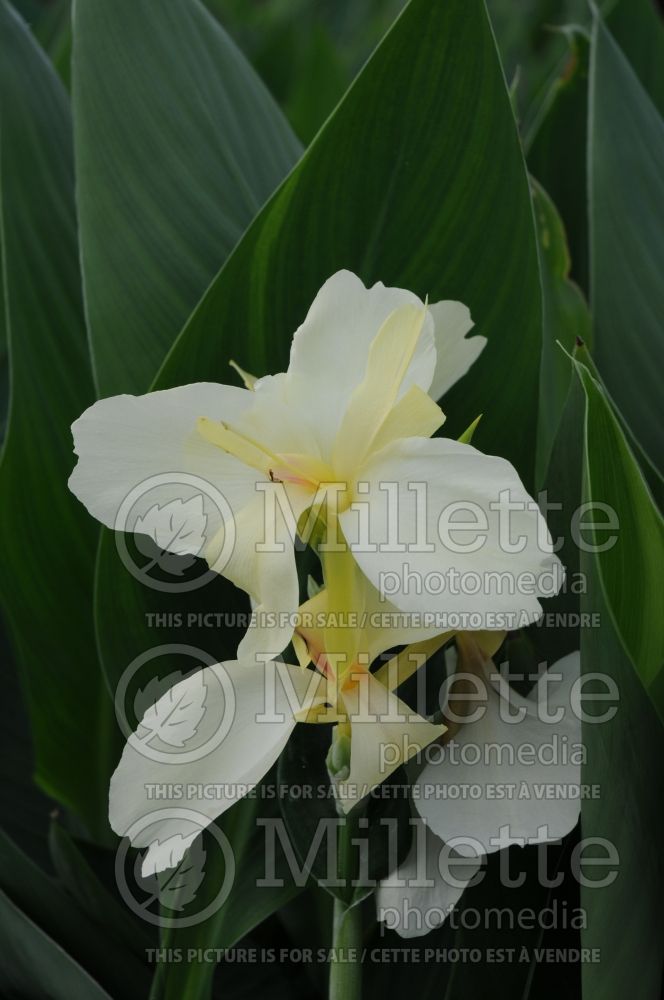 Canna Ermine (Canna Lily) 2