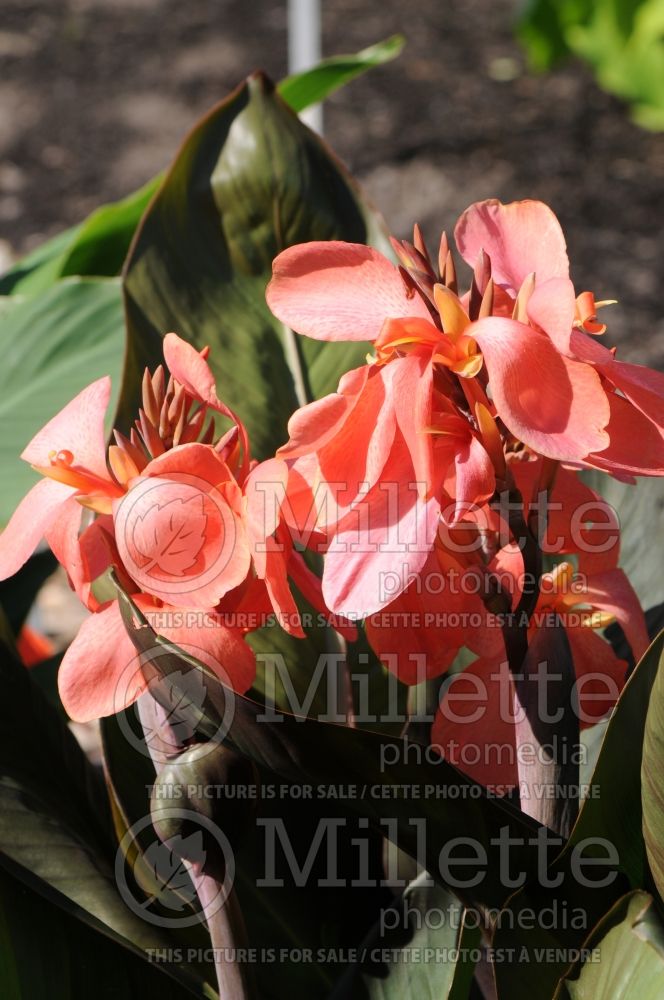 Canna Extravaganza (Canna Lily) 1