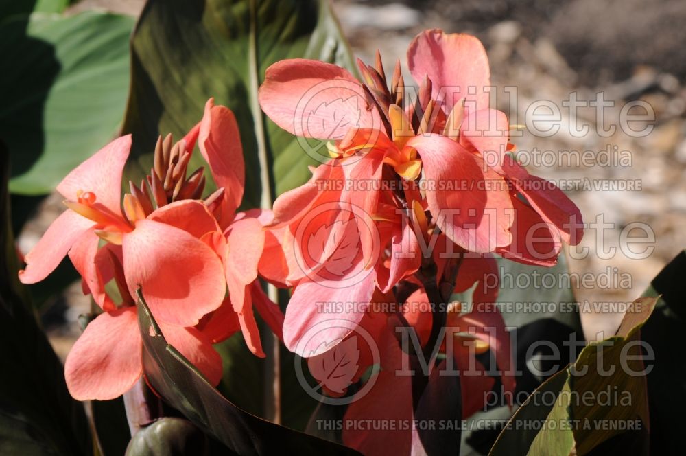 Canna Extravaganza (Canna Lily) 2