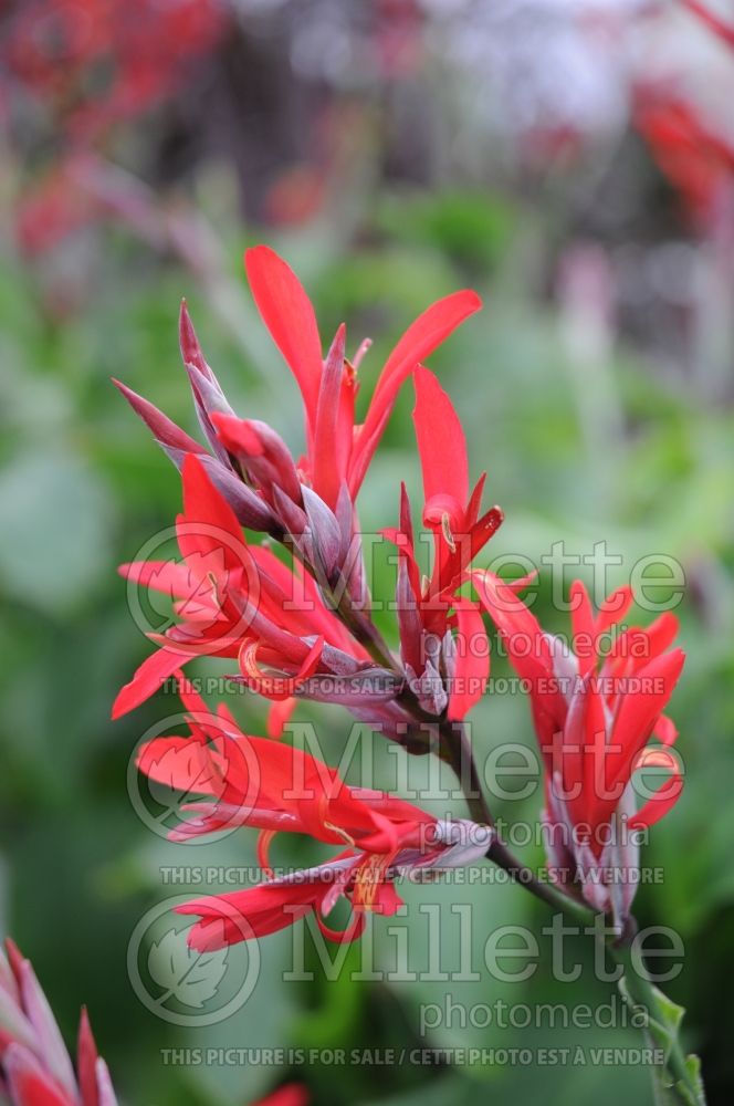 Canna Firecracker (Canna Lily) 1