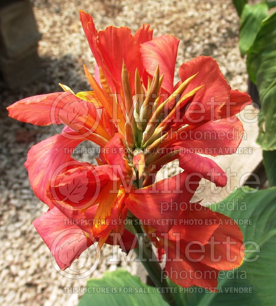 Canna City of Portland (Canna Lily) 1 