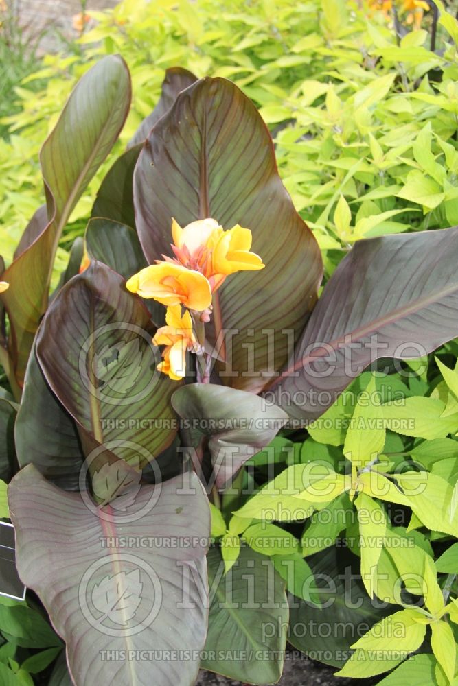 Canna Elite Chocolate Sunrise (Canna Lily) 1 