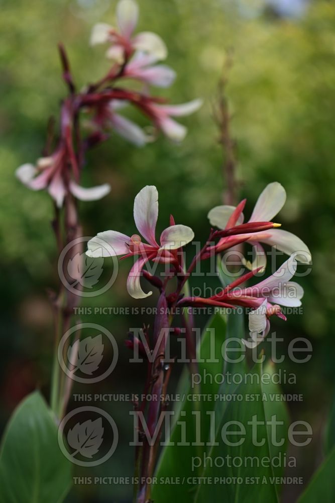 Canna Panache (Canna Lily) 1 